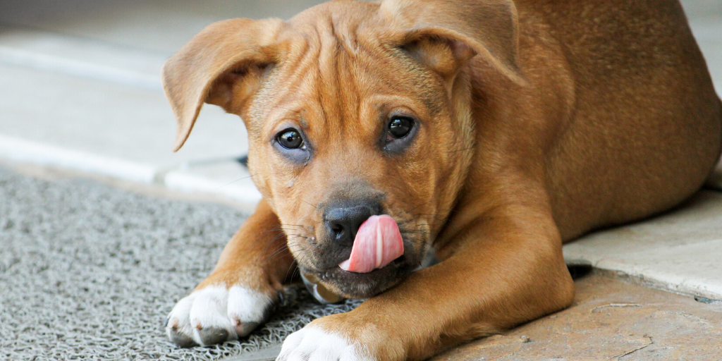 Reasons Your Dog Licks Excessively And What to Do About It