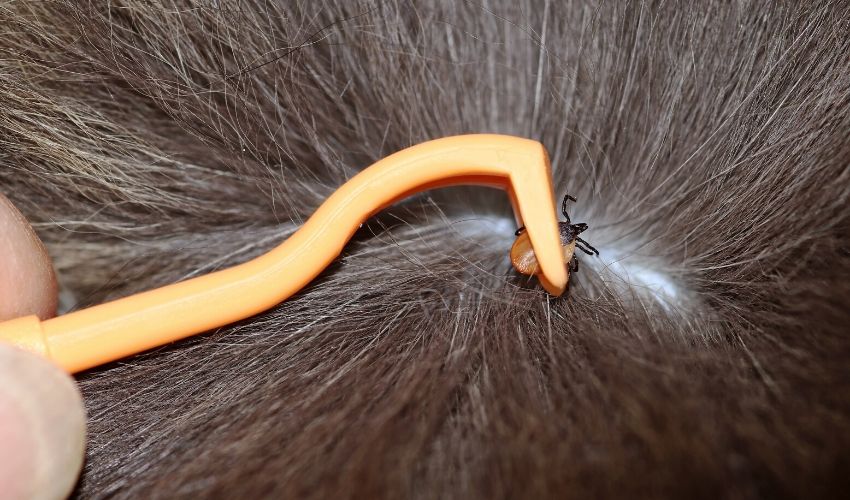 How to Remove a Tick From Your Pet Safely and Easily - Removing Tick From Dog'S Paw Feather