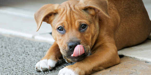 Reasons Your Dog Licks Excessively – And What to Do About It