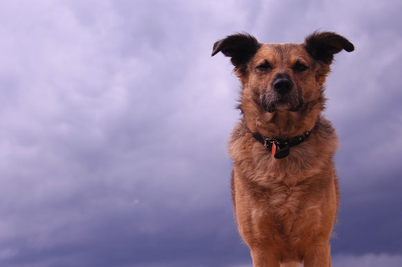 Tips to Help Calm Your Pets During Storms