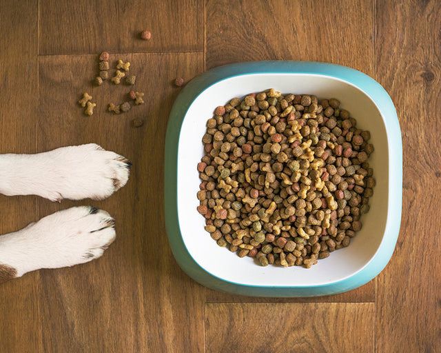 dog sitting next to bowl of dog food